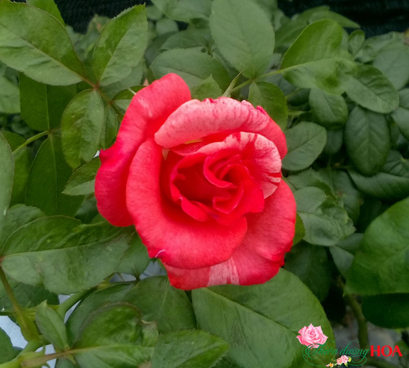 Hoa hồng Best Impression